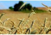 TERRENO AGRICOLO VICINANZE MONTECCHIO